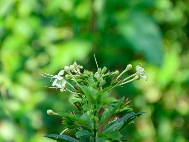 Beyaz çiçekli bitki, yumuşak, bulanık bir bokeh zemin üzerine kurulmuş yemyeşil yapraklar arasında narin çiçekler sunar. Botanik ya da bahar temalı projeler için mükemmel, barışçıl ve doğal bir manzara yaratır..