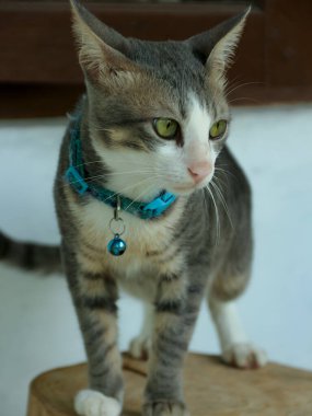 Yeşil gözlü tekir kediyi uyarın ve ahşap bir kütüğün üzerinde duran mavi yakalı parlak bir arka planda, evcil hayvanlarla ilgili temalar için bir merak ve tetikte olma hissi verir..