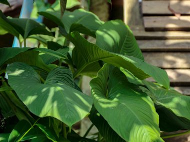 Bereketli yeşil bitki yaprakları bir araya toplanır, açık havada güneş ışığı ve gölgelerle lekelenir, doğal ve sakin bir atmosfer yaratır bahçe ve doğayla ilişkili pazarlama için mükemmel.