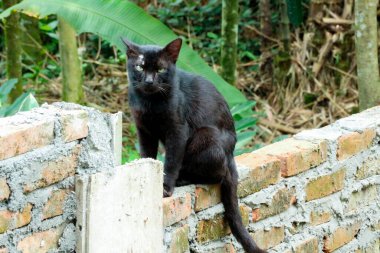 Parlak siyah kedi kısmen inşa edilmiş tuğla bir duvara tünemiş, kamerayı dikkatle gözlemliyor yemyeşil bir açık hava ortamının ortasında, hayvan ya da yaşam tarzı için ilginç ve tetikte bir ortam yaratıyor..