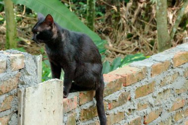 Kırmızı tuğladan bir duvarda dikkatlice oturan kara kedi, bahçedeki yemyeşil bitkilere doğru bakıyor, doğal ışıklandırma ile, evcil hayvanlarla ilgili içerik için mükemmel bir uyanıklık hissi veriyor..