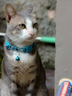 Gri ve beyaz kedi mavi bir yaka takıyor, zil dışarıda dikkatlice oturuyor, parlak ışık ve odaklanmış bir ifadeyle yan tarafa bakıyor, hayvan ve hayvanlarla ilgili projeler için mükemmel..