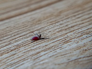 Sırtüstü uzanmış sivrisinek açık kahverengi ahşap bir yüzey üzerinde tam kırmızı bir karnına uzanarak eğitim veya haşere kontrolü pazarlama materyalleri için uygun dramatik bir makro sahne oluşturuyor..
