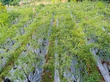 Sırayla büyüyen biber bitkileri ve plastik saman doğal ışık altında tarlayı kaplayarak, gıda veya tarımla ilgili pazarlama için bir tarım ve sürdürülebilir tarım kavramı taşımaktadır..