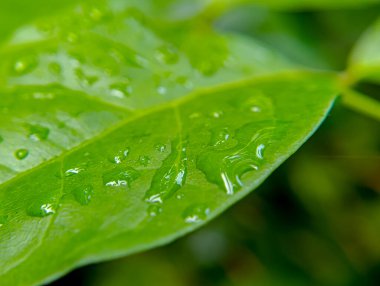 Canlı yeşil bir yaprak, temiz su damlacıklarıyla yakın plan çekimde parlayarak, doğa, refah veya çevre teması için taze, temiz bir estetik ideal sergiler..