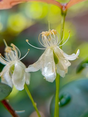 Yakın plan, karmaşık detayları ve yeşil saplı iki narin beyaz çiçeği, bulanık bir bokeh arkaplan üzerine yerleştirir ve botanik veya doğa temalı tasarımlar için uygun doğal ve sakin bir görüntü oluşturur..