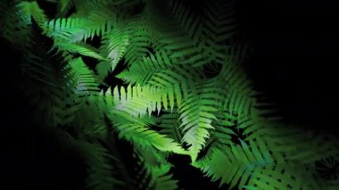 Doğal, yeşil eğreltiotu yaprakları karanlık, iklimsel orman 2 'de