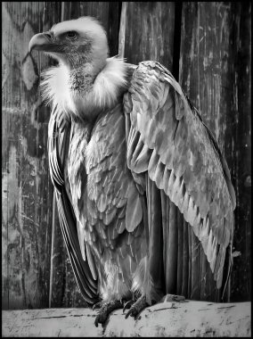 Güçlü ve detaylı bir Griffon Akbabası portresi, etkileyici kanat açıklığı ve boynundaki tüylerin ayırt edici özelliklerini sergiliyor. Vahşi yaşam, doğa, koruma ve kuş çalışmaları ile ilgili konular için ideal.