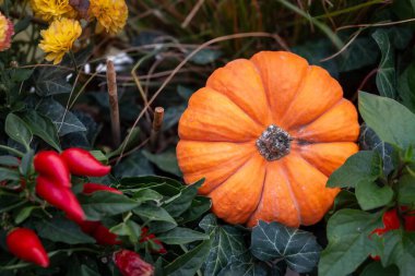 Kırmızı biberler tarafından çerçevelenmiş sıcak bir balkabağı kompozisyonu ve kırsal mevsim havası için altın çiçeklerle bezenmiş..