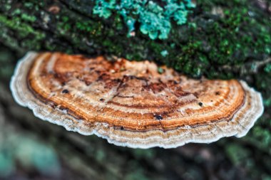 Close-up of a bracket fungus with layered rings in shades of brown, orange, and white, growing on a moss-covered tree trunk. The textured surface and concentric patterns highlight natural forest detail and fungal growth.