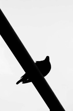 Minimalist silhouette of a bird perched on a diagonal pole against a bright sky. Strong contrast emphasizes form and simplicity in a striking composition.