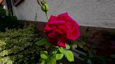 4K video of a vibrant red rose gently swaying in the wind. The flower is in full bloom, surrounded by green foliage and a rosebud, set against a white building with brown trim. Natural daylight enhances the serene garden atmosphere.