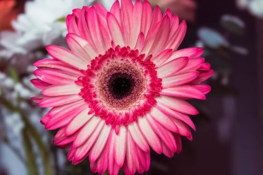 Close-up of a vibrant pink and white gerbera daisy with symmetrical petals and a dark central disc. The flower is surrounded by a blurred background with hints of other blooms and foliage, emphasizing its vivid coloration and detailed texture.