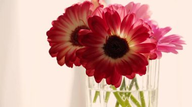 Vase of red and white gerbera daisies placed near a sunlit window. Soft lighting and white panels in the background enhance the floral colors and create a peaceful, elegant atmosphere.