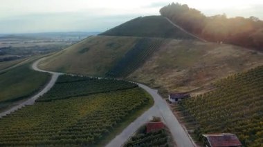 Cinematic FPV drone footage flying over hillside vineyards during autumn. Rows of grapevines in warm seasonal colors stretch across the slope, illuminated by golden hour light. The dynamic aerial motion captures the beauty of harvest season.
