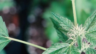 Close-up video of a cannabis flower softly swaying in the breeze. The serrated green leaves and white pistils move rhythmically, creating a calm and organic atmosphere. Ideal for themes related to nature, cultivation, wellness, and aesthetics.