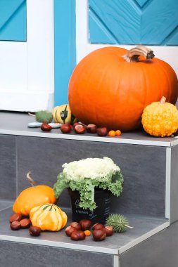 Balkabakları, su kabakları, kestaneler ve taş basamaklarda çiçek açan bir bitki ile sezonluk açık hava düzenlemesi. Canlı sonbahar renkleri mavi bir simge kapısıyla tezat oluşturuyor. Sonbahar, hasat ya da Cadılar Bayramı temalı görseller için ideal.