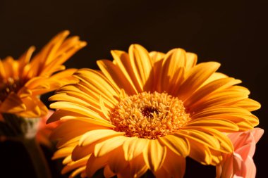 Canlı sarı turuncu gerbera papatyaları, detaylı taç yaprakları ve dokulu merkezi disk, koyu arkaplana karşı aydınlatılmış. Botanik, dekoratif, sağlık ve sanatsal projeler için mükemmel..