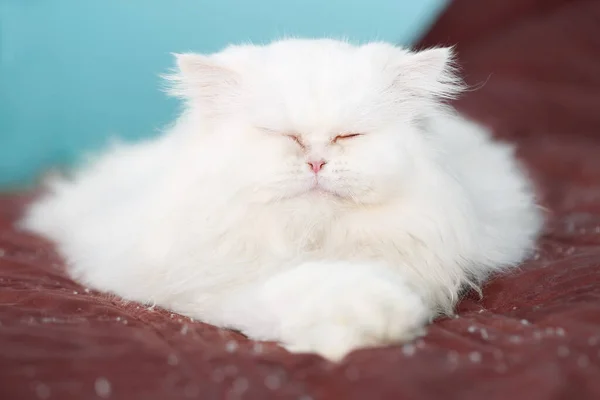 可爱的白色波斯猫 睡在床上一条深红色的毛毯上 姿势滑稽 面对着碧绿的墙 显得轻松而华丽 — 图库照片