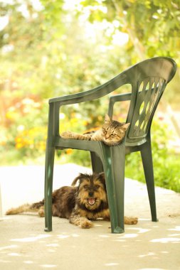 Kedi ve köpek bahçede yeşil plastik bir sandalyenin üzerinde ve altında sıcak havanın tadını çıkarıyorlar.