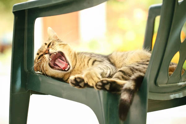 Близький Портрет Милий Сонний Тигровий Кіт Лежить Зеленому Пластиковому Стільці — стокове фото