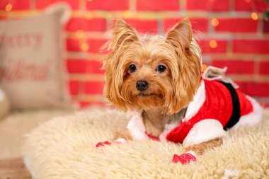 Çok tatlı Yorkshire Teriyeri sarışın köpek, Noel Baba kostümü giymiş, yumuşak bir halıya uzanmış, Noel süslemeli ev. Arkaplanda bulanık Noel ışıkları olan parlak kırmızı tuğlalar..