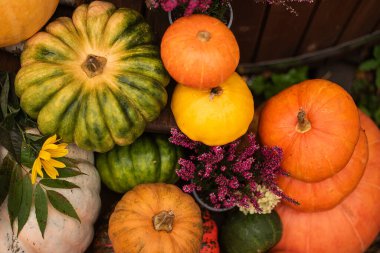 Bahçede sonbahar renkli balkabakları