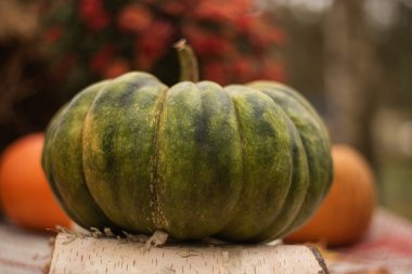 Sonbahar bahçesinde yeşil balkabağı