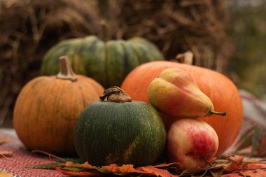 Kabak, elma ve armutla Kırsal Sonbahar Arkaplanı