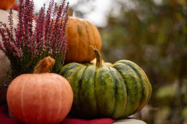 Bahçede sonbahar renkli balkabakları