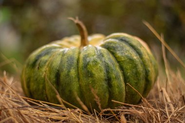 Samanlıkta sonbahar balkabağı