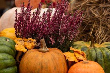 Balkabağı, Heather ve Chanterelles ile Sonbahar Durgun Yaşamı