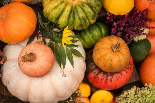 Sonbahar renkli balkabakları Bahçede çalılar ve çiçeklerle