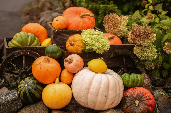 Bahçede çiçekli sonbahar renkli balkabakları