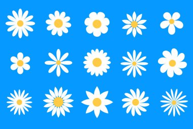 Mavi Çiçek Düzenleme ve Dekoratif Elementler Üzerine Daisy Çiçekleri Koleksiyonu