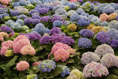 Renkli ortanca tarlaları çiçek açıyor