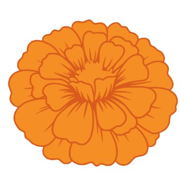 Turuncu renkli Marigold Çiçeği