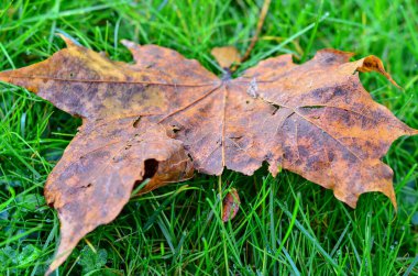 sonbahar akçaağaç yaprağı yakın