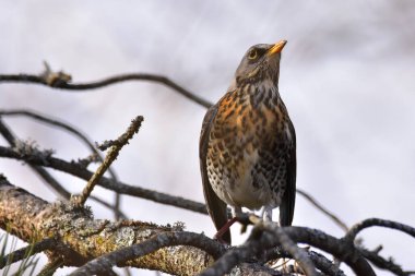 Küçük ve renkli bir kuş zarif bir şekilde bir ağaç dalına tünemiş ve etrafı karla çevrili.