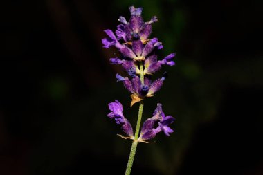 Detaylı lavanta çiçekleri.