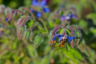 Bir arı bereketli çiçekleri döller, zarafeti ve ekolojik sistemlerimizin dengesini vurgular.