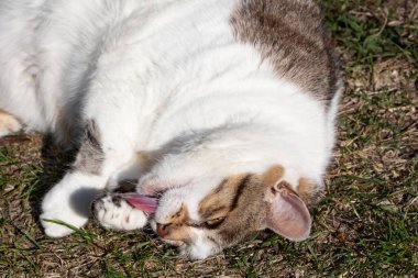 Tekir kedi uzanmış bahçede patisini yalıyor.