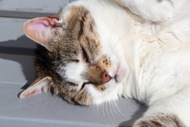 Bahçedeki bankta tekir kedi gibi uzanmak