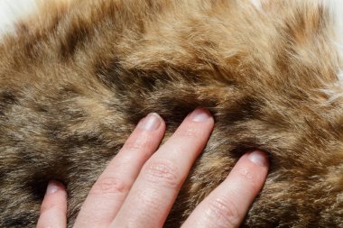 El, tekir bir kedinin kürkünü okşuyor.