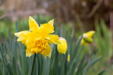 Baharda bahçede nergis çiçeği