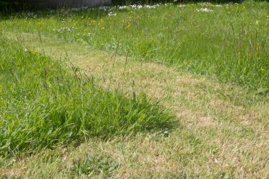 Bahçedeki çimenler yarı biçilmiş