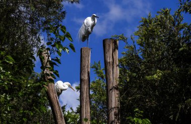 İki Büyük Beyaz Akbalıkçıl (Ardea alba) Sydney, Yeni Güney Galler 'deki bir vahşi yaşam parkında (Fotoğraf: Tara Chand Malhotra)