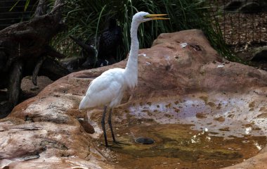 Büyük Beyaz Akbalıkçıl (Ardea alba) Sydney, Yeni Güney Galler 'deki bir vahşi yaşam parkında (Fotoğraf: Tara Chand Malhotra)