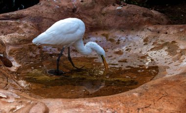 Büyük Beyaz Akbalıkçıl (Ardea alba) Sydney, Yeni Güney Galler 'deki bir vahşi yaşam parkında içme suyu (Fotoğraf: Tara Chand Malhotra)