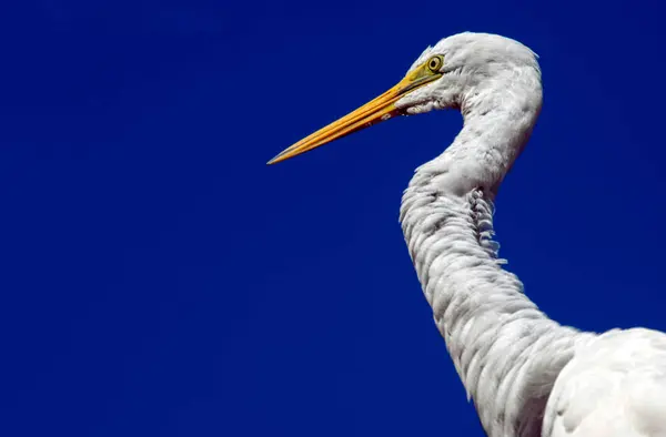 Sydney, New South Wales, Avustralya 'daki bir vahşi yaşam parkında (Fotoğraf: Tara Chand Malhotra)